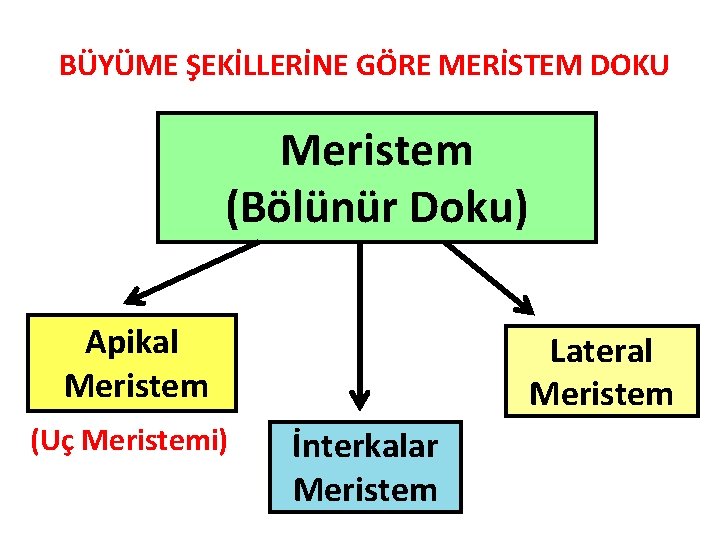 BÜYÜME ŞEKİLLERİNE GÖRE MERİSTEM DOKU Meristem (Bölünür Doku) Apikal Meristem (Uç Meristemi) Lateral Meristem