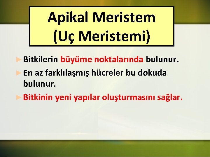 Apikal Meristem (Uç Meristemi) ► Bitkilerin büyüme noktalarında bulunur. ► En az farklılaşmış hücreler