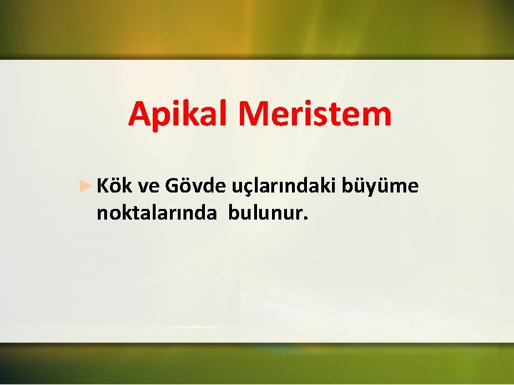 Apikal Meristem ► Kök ve Gövde uçlarındaki büyüme noktalarında bulunur. 