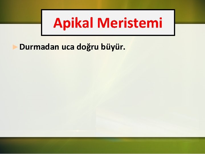 Apikal Meristemi ► Durmadan uca doğru büyür. 