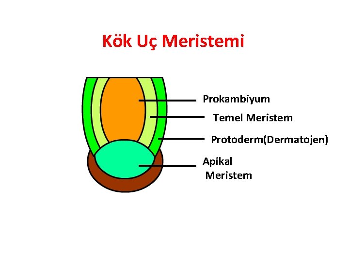 Kök Uç Meristemi Prokambiyum Temel Meristem Protoderm(Dermatojen) Apikal Meristem 