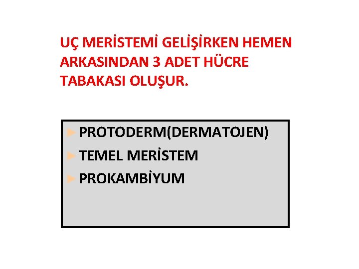 UÇ MERİSTEMİ GELİŞİRKEN HEMEN ARKASINDAN 3 ADET HÜCRE TABAKASI OLUŞUR. ► PROTODERM(DERMATOJEN) ► TEMEL