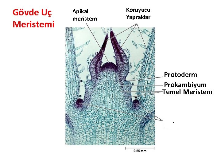 Gövde Uç Meristemi Apikal meristem Koruyucu Yapraklar Protoderm Prokambiyum Temel Meristem 