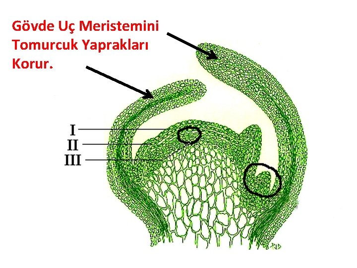 Gövde Uç Meristemini Tomurcuk Yaprakları Korur. 