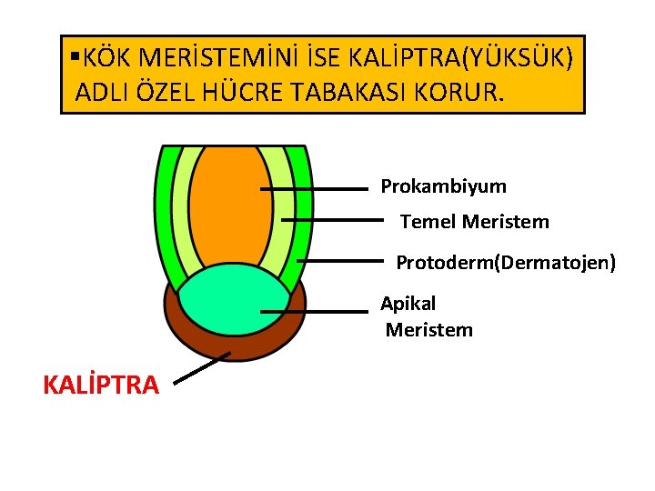 §KÖK MERİSTEMİNİ İSE KALİPTRA(YÜKSÜK) UçTABAKASI Meristemi ADLI ÖZELKök HÜCRE KORUR. Prokambiyum Temel Meristem Protoderm(Dermatojen)