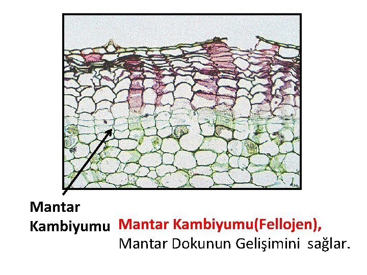 Mantar Kambiyumu(Fellojen), Mantar Dokunun Gelişimini sağlar. 