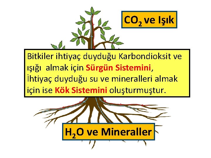 CO 2 ve Işık Bitkiler ihtiyaç duyduğu Karbondioksit ve ışığı almak için Sürgün Sistemini,