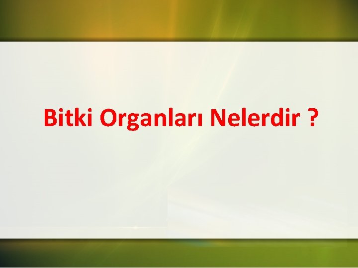 Bitki Organları Nelerdir ? 