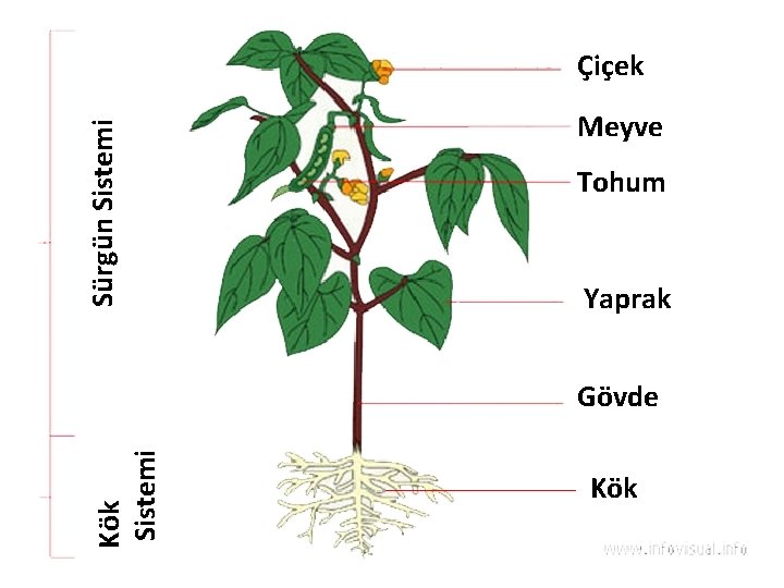 Sürgün Sistemi Çiçek Meyve Tohum Yaprak Kök Sistemi Gövde Kök 