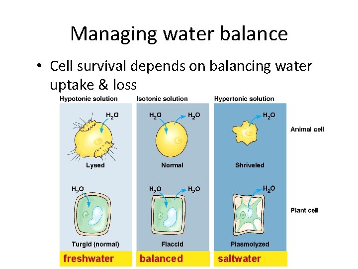 Managing water balance • Cell survival depends on balancing water uptake & loss freshwater