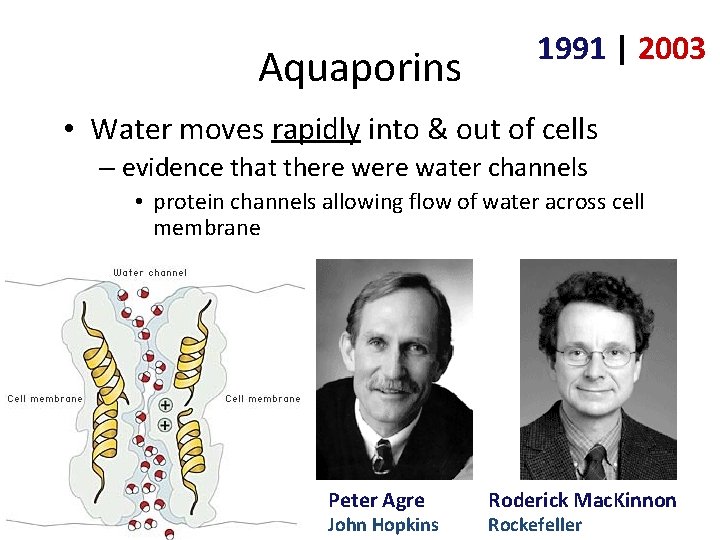 Aquaporins 1991 | 2003 • Water moves rapidly into & out of cells –