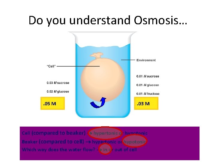 Do you understand Osmosis… . 05 M . 03 M Cell (compared to beaker)