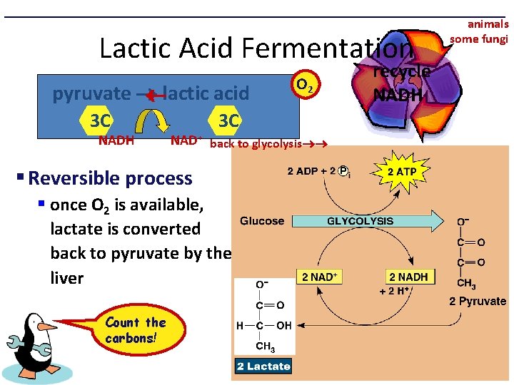 Lactic Acid Fermentation pyruvate lactic acid 3 C NADH 3 C NAD+ back to