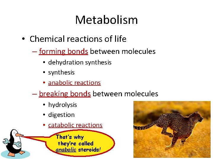 Metabolism • Chemical reactions of life – forming bonds between molecules • dehydration synthesis