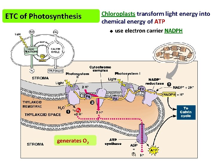 ETC of Photosynthesis Chloroplasts transform light energy into chemical energy of ATP u generates