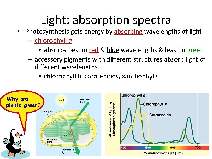 Light: absorption spectra • Photosynthesis gets energy by absorbing wavelengths of light – chlorophyll