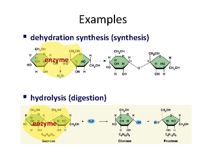 Examples § dehydration synthesis (synthesis) enzyme § hydrolysis (digestion) enzyme 