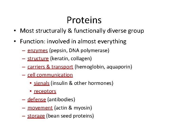 Proteins • Most structurally & functionally diverse group • Function: involved in almost everything