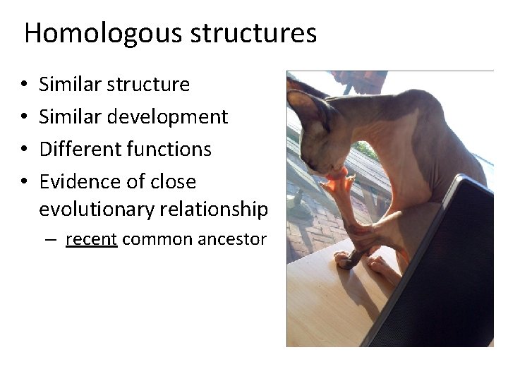 Homologous structures • • Similar structure Similar development Different functions Evidence of close evolutionary