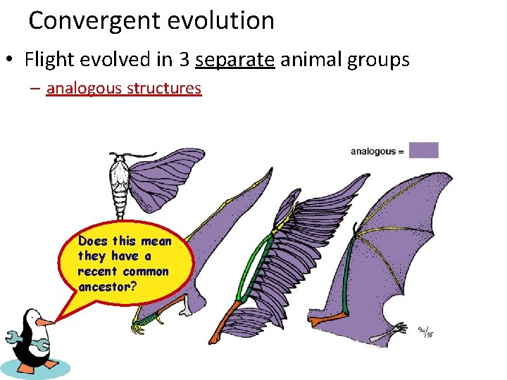 Convergent evolution • Flight evolved in 3 separate animal groups – analogous structures Does