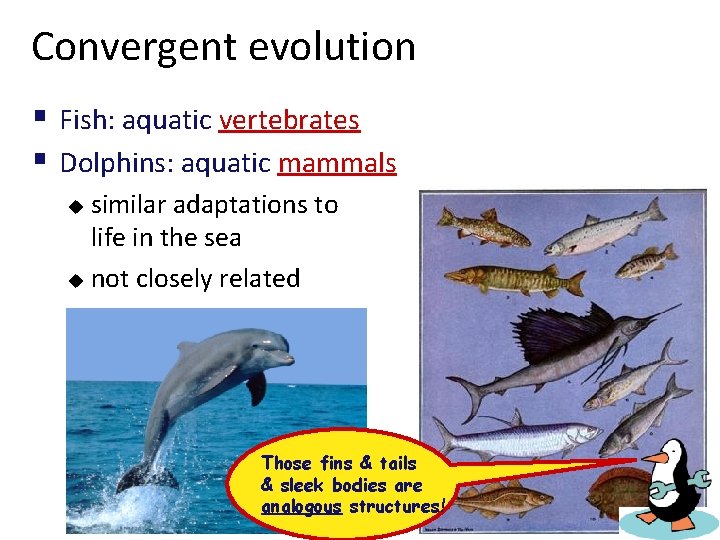 Convergent evolution § Fish: aquatic vertebrates § Dolphins: aquatic mammals similar adaptations to life