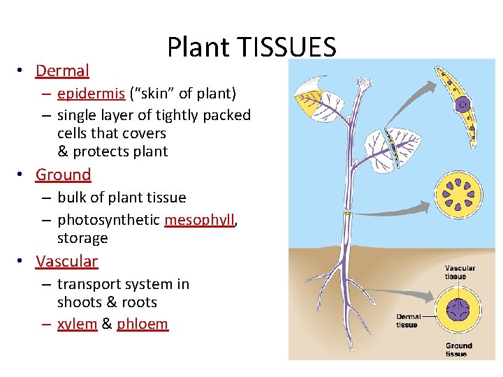  • Dermal Plant TISSUES – epidermis (“skin” of plant) – single layer of