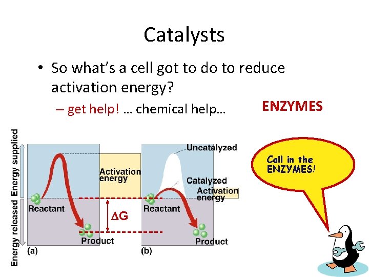 Catalysts • So what’s a cell got to do to reduce activation energy? –