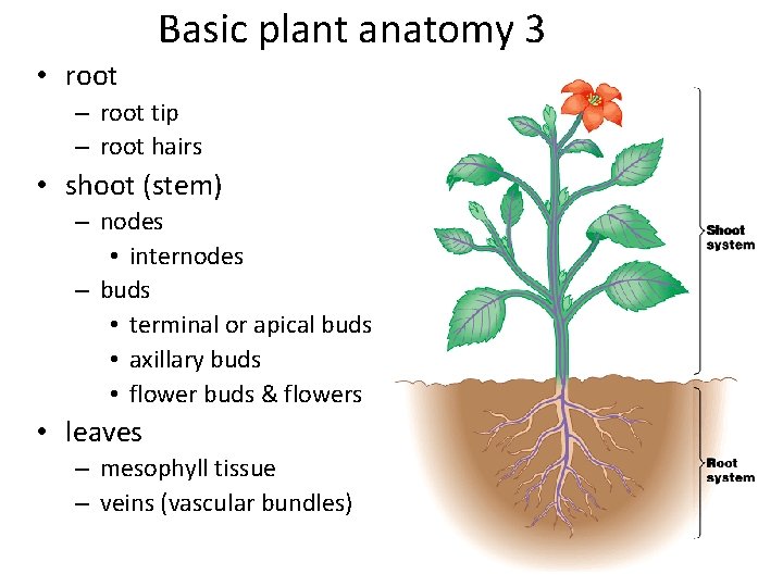 Basic plant anatomy 3 • root – root tip – root hairs • shoot