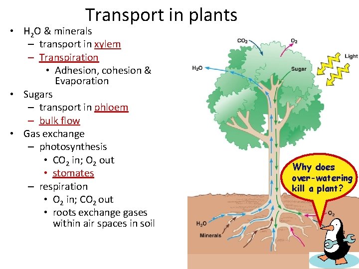 Transport in plants • H 2 O & minerals – transport in xylem –