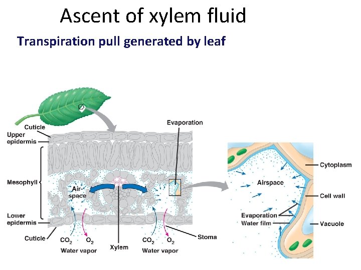Ascent of xylem fluid Transpiration pull generated by leaf 