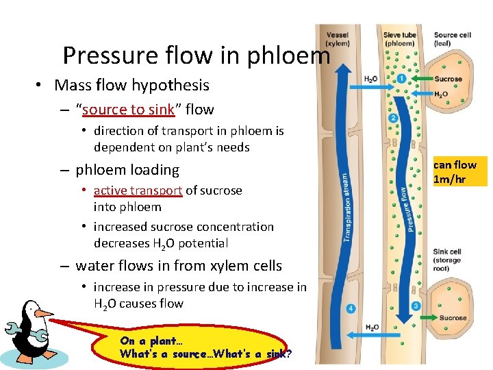 Pressure flow in phloem • Mass flow hypothesis – “source to sink” flow •