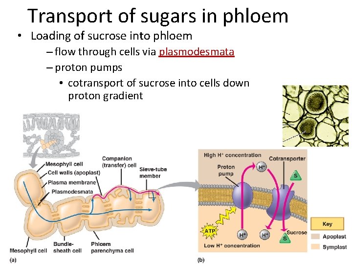 Transport of sugars in phloem • Loading of sucrose into phloem – flow through