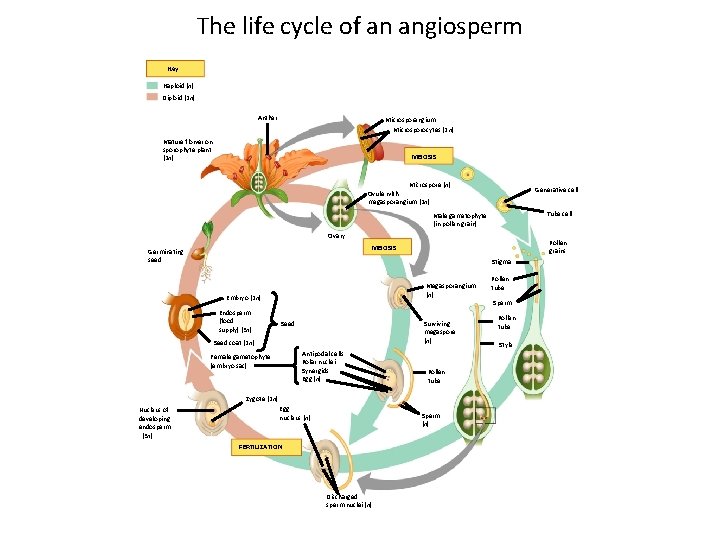 The life cycle of an angiosperm Key Haploid (n) Diploid (2 n) Anther Microsporangium