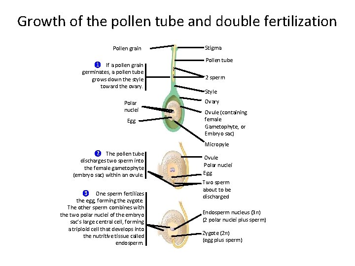 Growth of the pollen tube and double fertilization Pollen grain 1 If a pollen