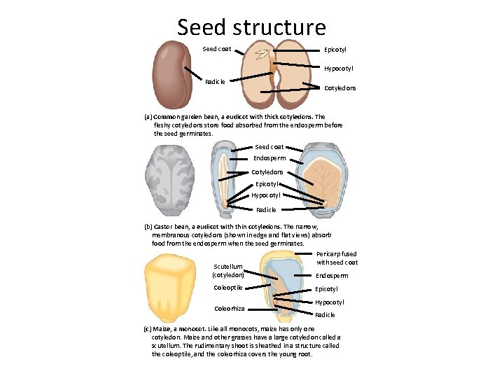 Seed structure Seed coat Epicotyl Hypocotyl Radicle Cotyledons (a) Common garden bean, a eudicot