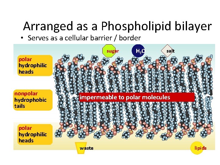 Arranged as a Phospholipid bilayer • Serves as a cellular barrier / border sugar