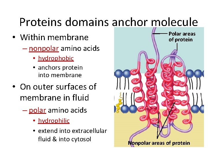 Proteins domains anchor molecule • Within membrane Polar areas of protein – nonpolar amino