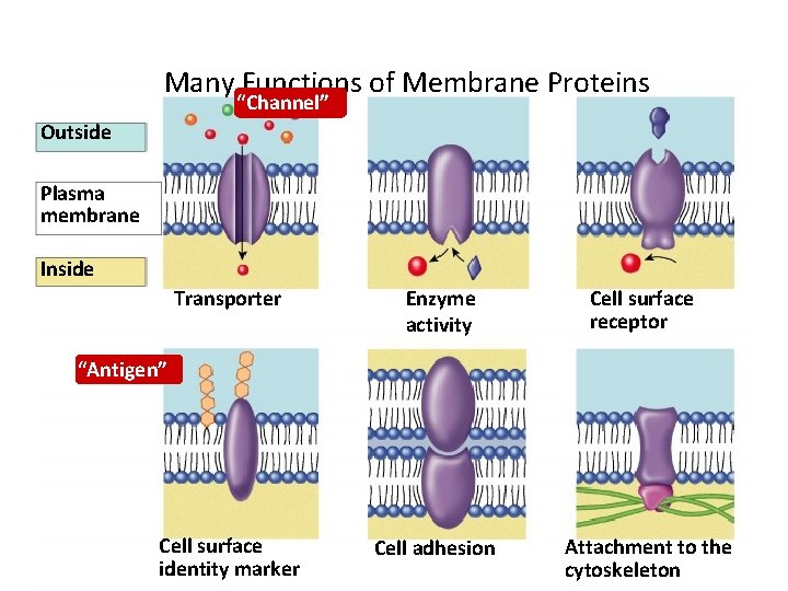 Many Functions of Membrane Proteins “Channel” Outside Plasma membrane Inside Transporter Enzyme activity Cell