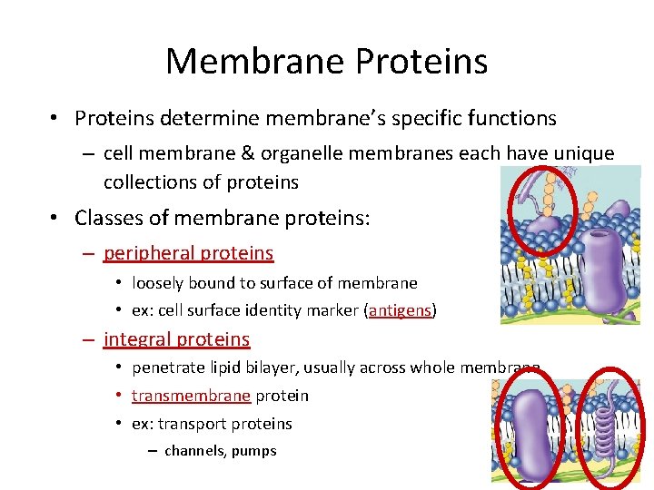 Membrane Proteins • Proteins determine membrane’s specific functions – cell membrane & organelle membranes