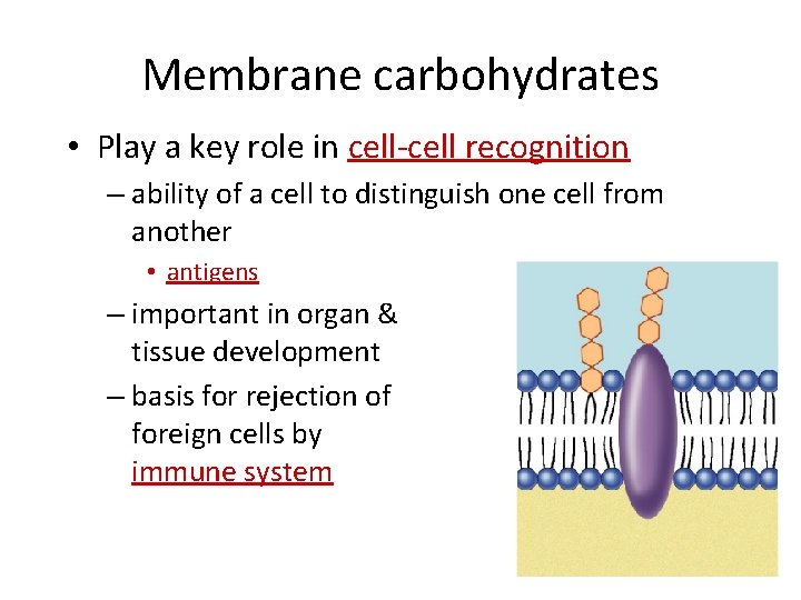 Membrane carbohydrates • Play a key role in cell-cell recognition – ability of a