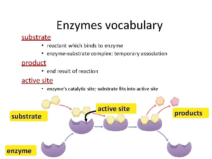 substrate Enzymes vocabulary • reactant which binds to enzyme • enzyme-substrate complex: temporary association
