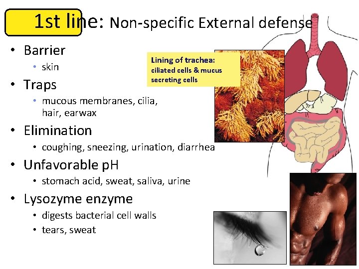 1 st line: Non-specific External defense • Barrier • skin • Traps Lining of