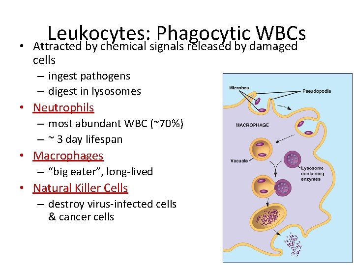  • Leukocytes: Phagocytic WBCs Attracted by chemical signals released by damaged cells –