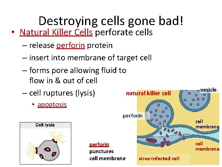 Destroying cells gone bad! • Natural Killer Cells perforate cells – release perforin protein