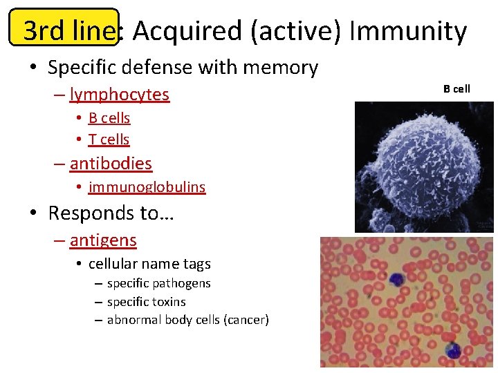 3 rd line: Acquired (active) Immunity • Specific defense with memory – lymphocytes •