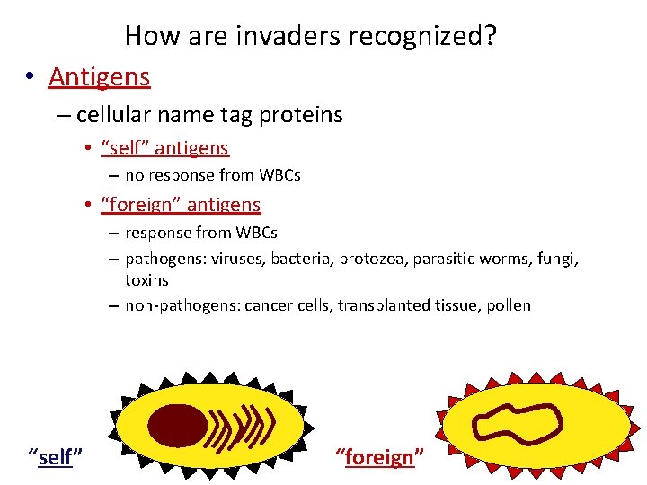 How are invaders recognized? • Antigens – cellular name tag proteins • “self” antigens