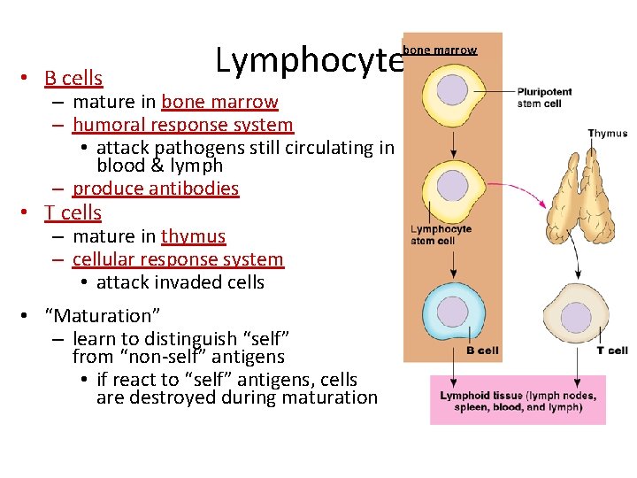 Lymphocytes bone marrow • B cells – mature in bone marrow – humoral response