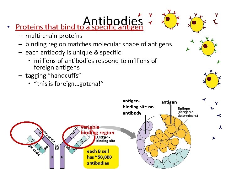 Y Y Y Y Y Y YY Y antigen Y – multi-chain proteins –