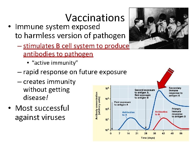 Vaccinations • Immune system exposed to harmless version of pathogen – stimulates B cell