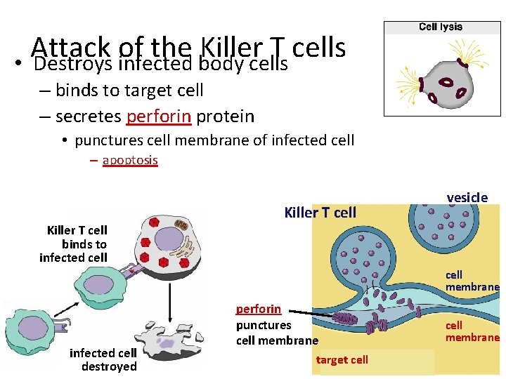 Attack of the Killer T cells • Destroys infected body cells – binds to